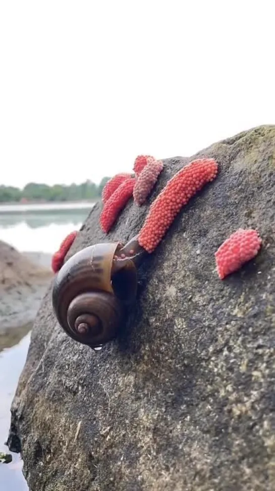 Golden Apple Snail от @sciencechannel