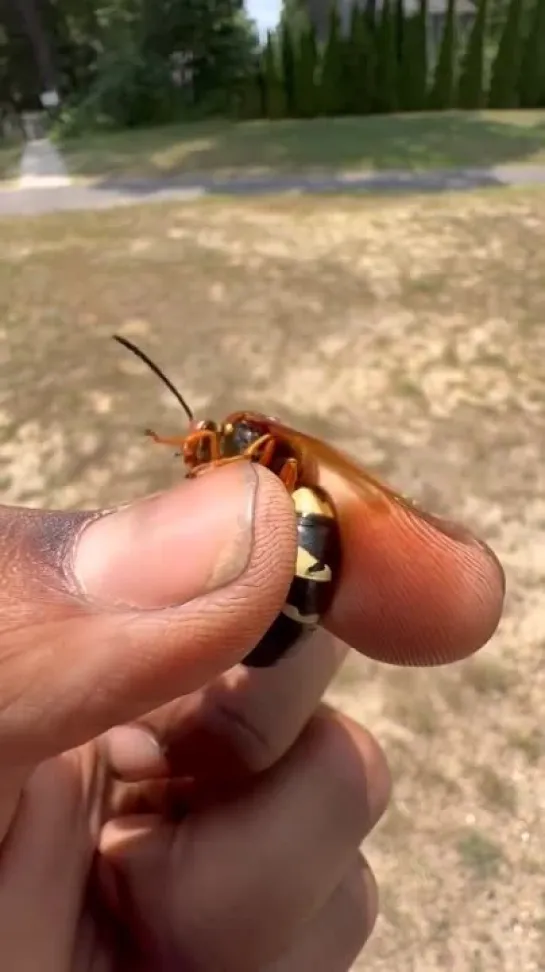 eastern cicada killer  by snagbug