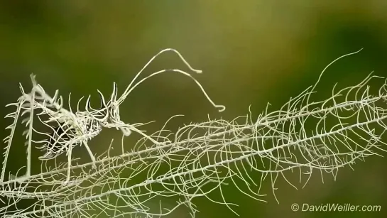 The remarkable lichen Katydid by David Weiller