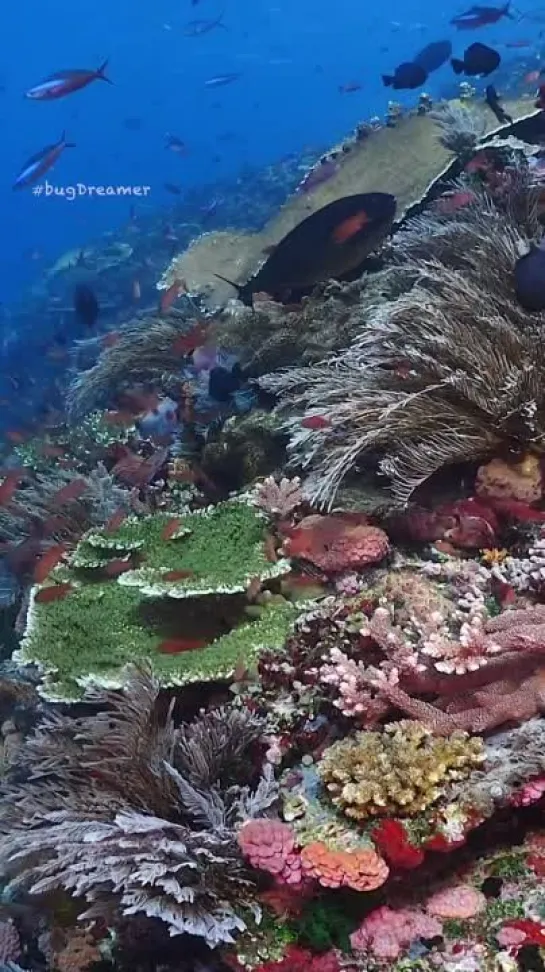 Underwater World of Komodo. By Marcelo Johan Ogata