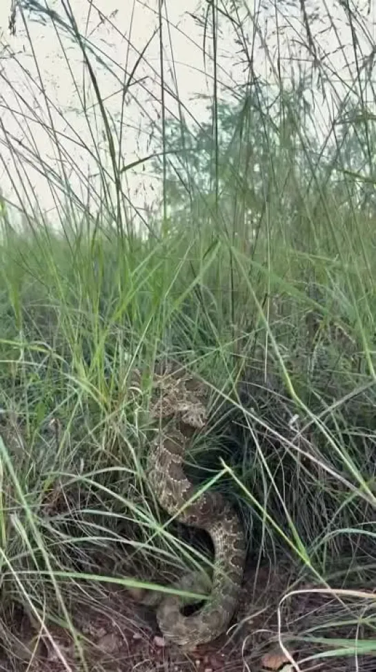 Crotalus viridis. Автор Javier Aznar