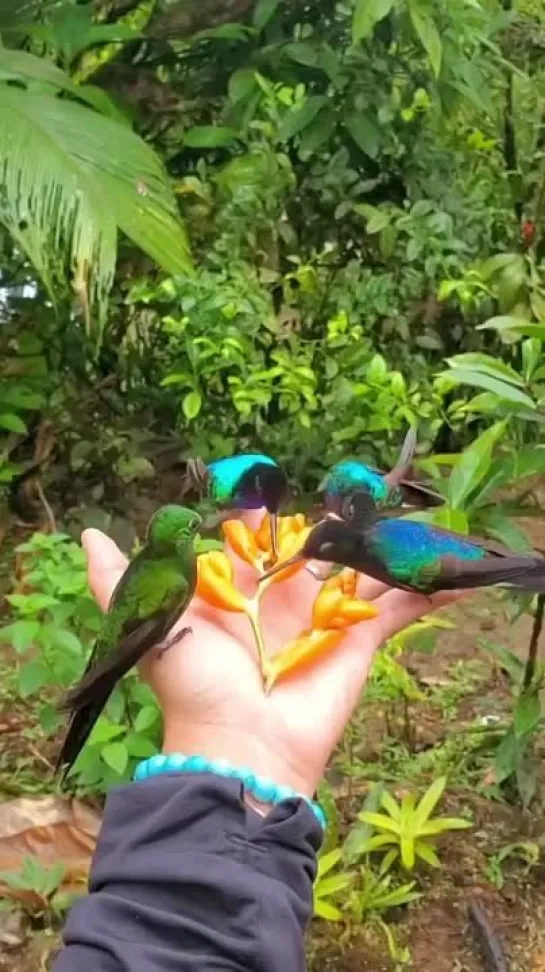 hummingbirds_of_ecuador