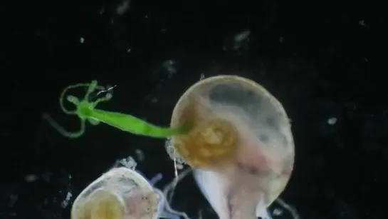 Green_Hydra_Riding_a_Snail