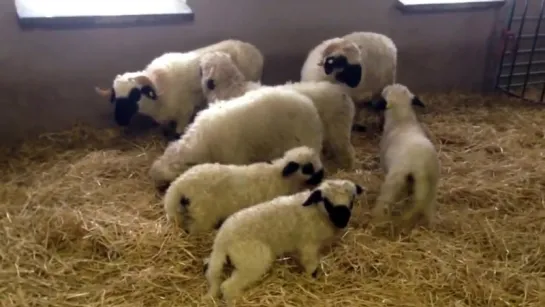 Valais blacknose sheep first snow