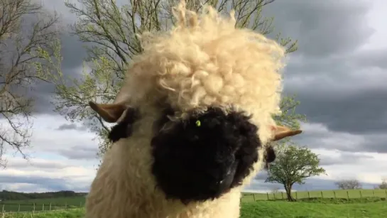 Valais Blacknose Sheep