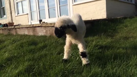 3 day old Valais Blacknose lamb with the broken leg learns to walk