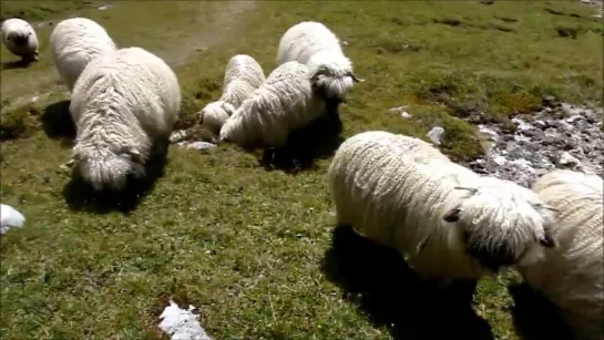 Valais blacknose sheep