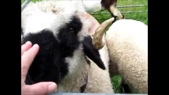 Valais Black Nose Sheep