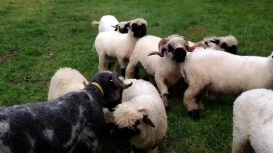 Valais blacknose sheep