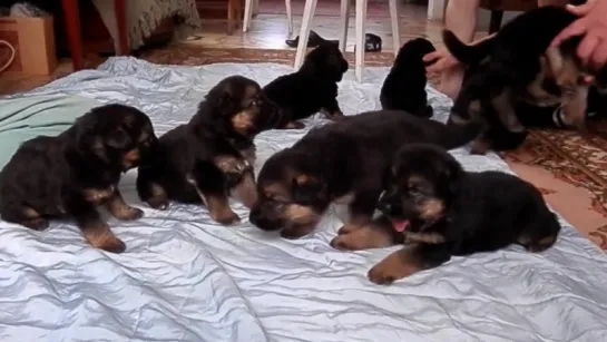 Sweet German Shepherd puppies.