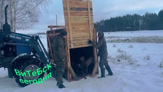 Национальном парке "Припятский" появились новосёлы