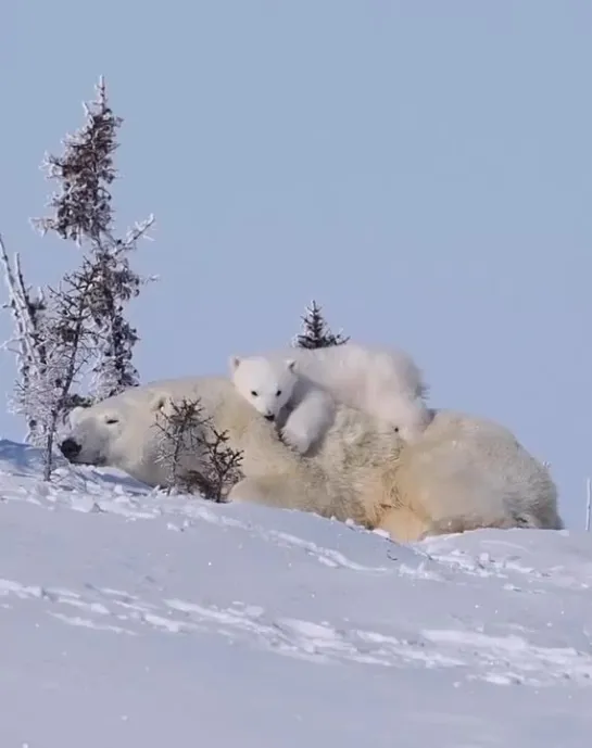 Видео от Дикая планета