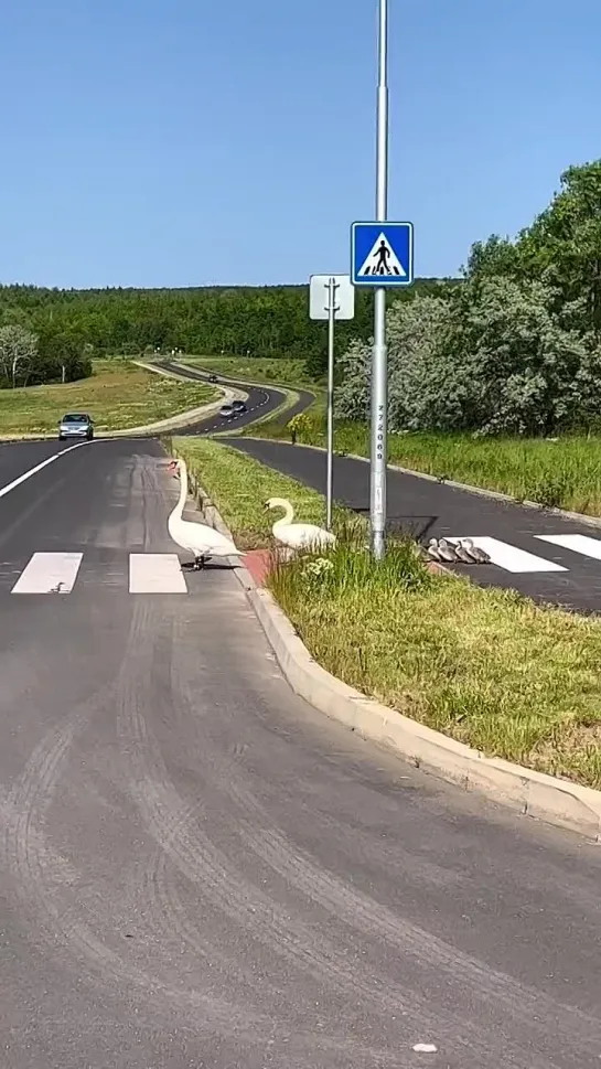 Видео от Дикая планета