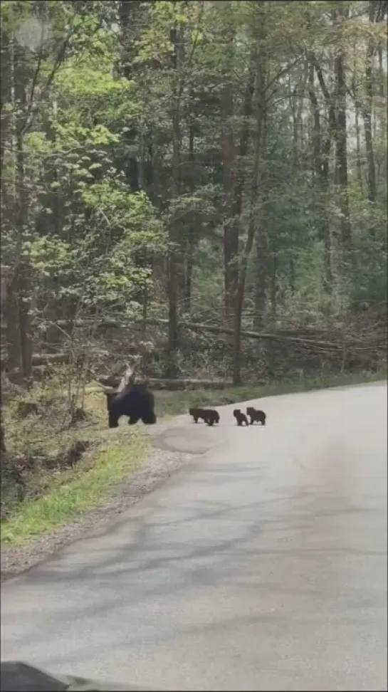 Видео от Дикая планета