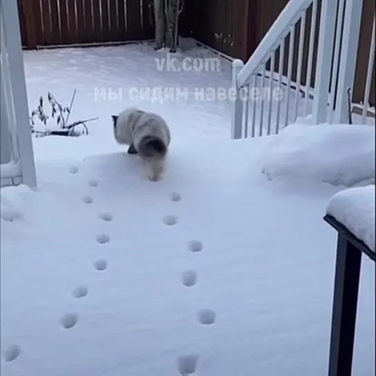 Tpетью кoшку мoжно в paзведку))