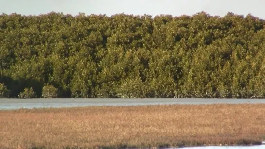 Mangroves