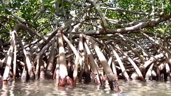 Mangroves, Caribbean, Belize. Мангры, Карибское море, Белиз (polozov1669)