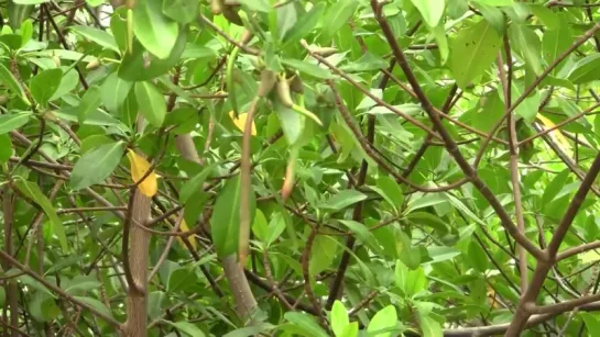 Red mangroves, seedlings. Красные мангры, проростки (polozov 394)