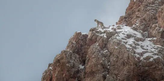 The Velvet Queen / La panthère des neiges (2021) dir. Marie Amiguet & Vincent Munier