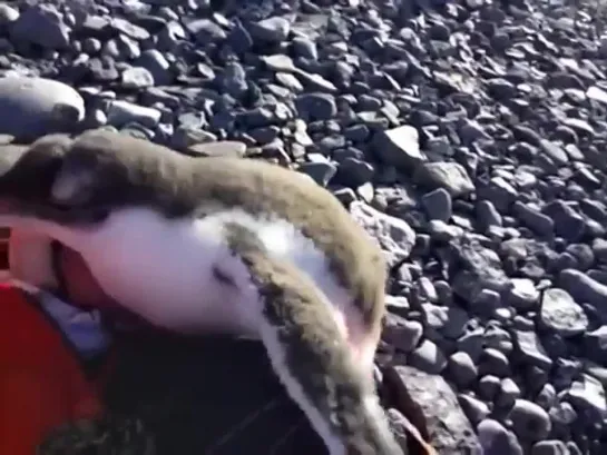 Baby penguin showing interest in humans