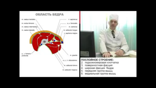 Хирургическая анатомия нижней конечности