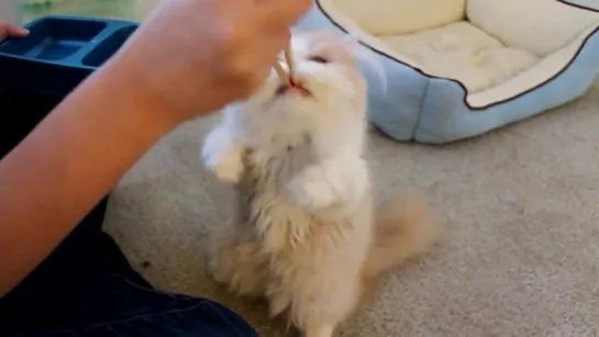 Chopsticks feeding Squirrel-like Kitten リスのような子貓