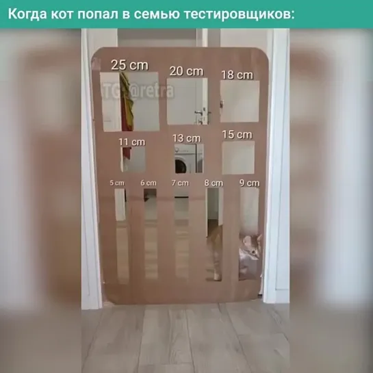 Кот тестировщика