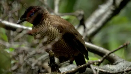 Natural World. Birds of Paradise (Harvey Jones) [2010]