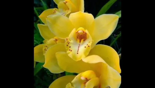 Oggi saluto con orchidee - Amo La Natura Fanpage