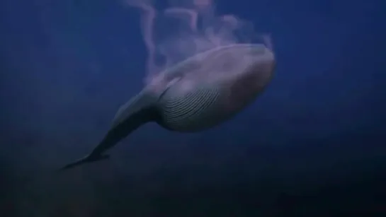 Синий кит. Животные для детей. Blue whale