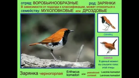 Зарянка. Малиновка. Голоса птиц