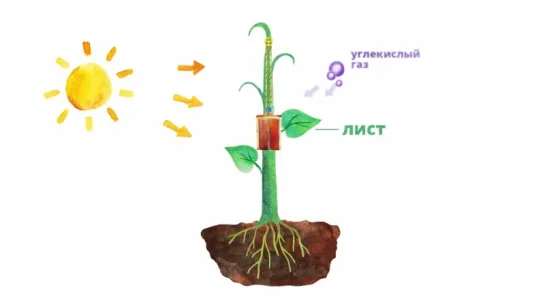 19. Строение растений. Часть1