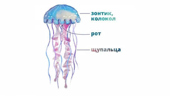 5.2. Медузы, кораллы и актинии