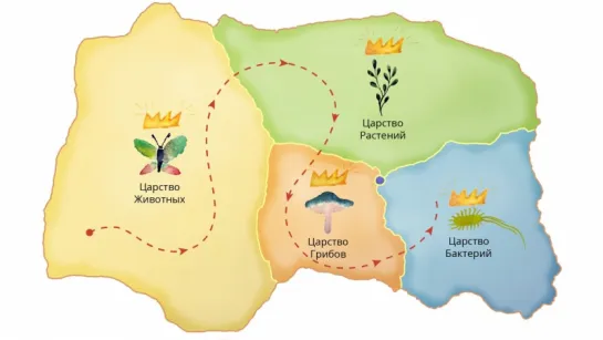 3. Царства живой природы. Часть 1