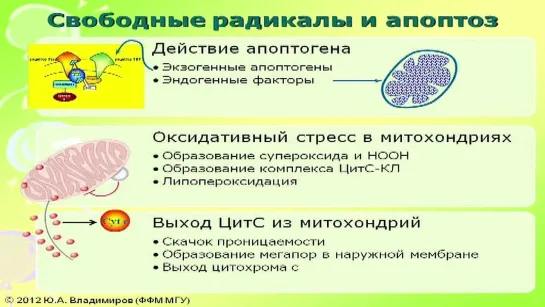 Апоптоз