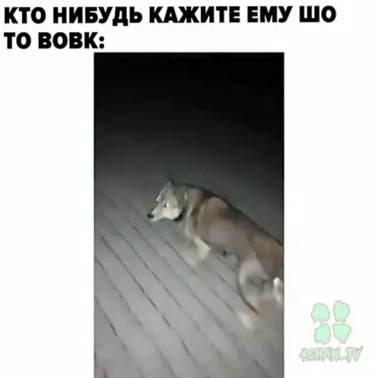 Кто нибудь скажите ему что это волк