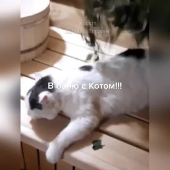 В баню с котиком