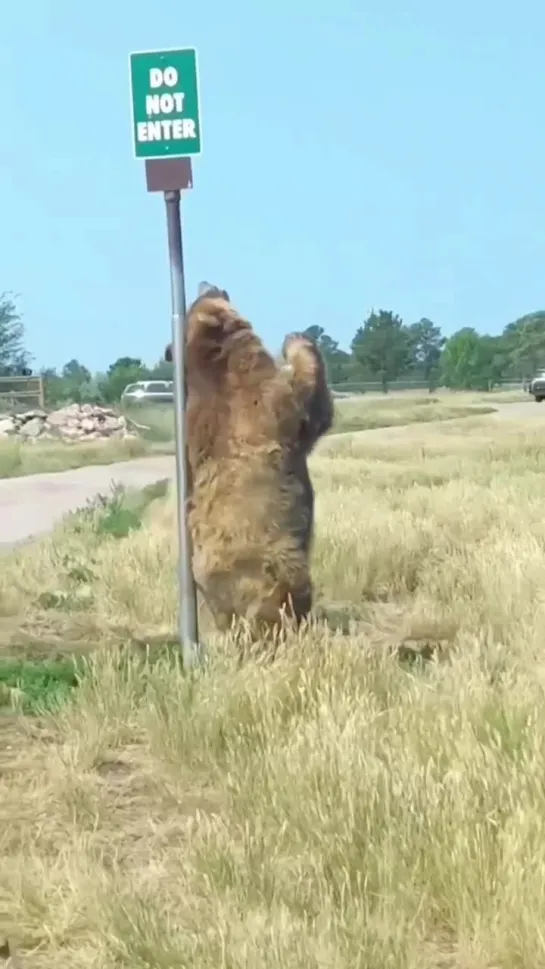 Чешут спиной медведи