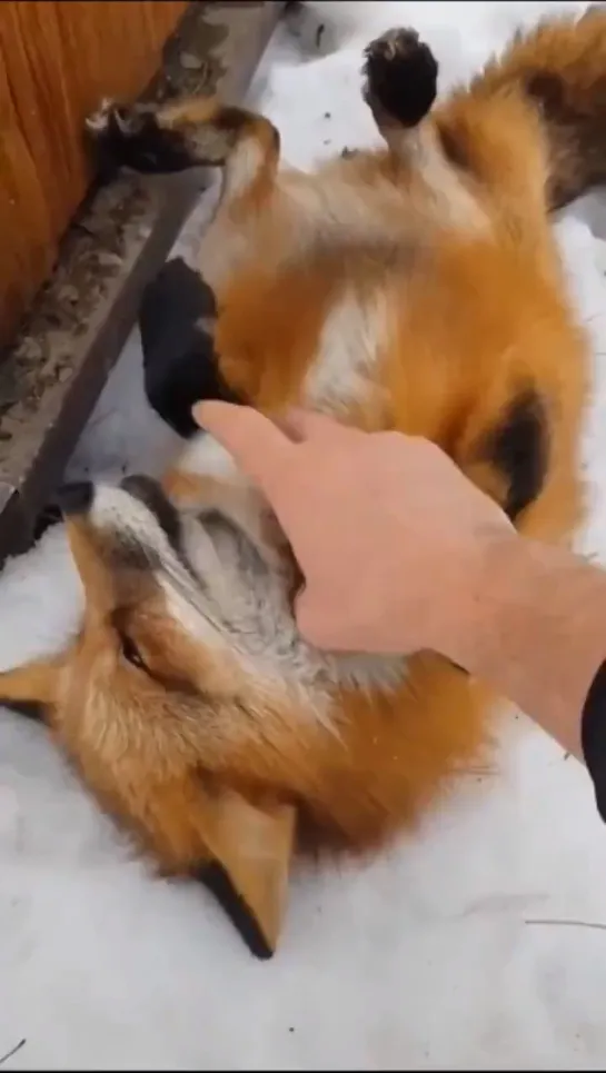 Don't boop the fox