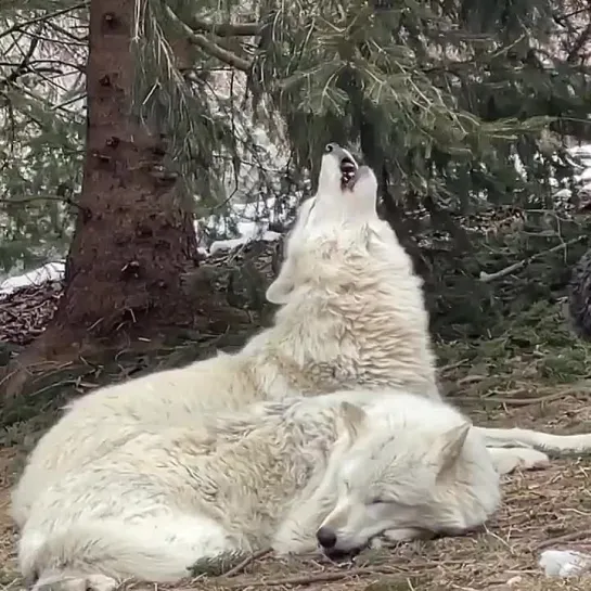 Песня волка