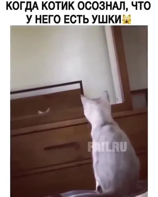 Ушки котика