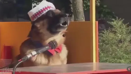 Bark FastFood