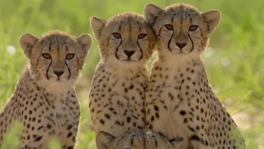 Cheetah kittens