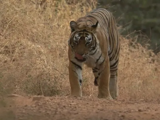 Tiger (A Bengal Tigers; Motherly Love, 2008)