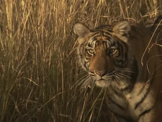 Tiger (A Bengal Tigers; Motherly Love, 2008)