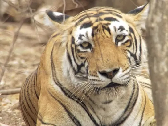 Tiger (A Bengal Tigers; Motherly Love, 2008)