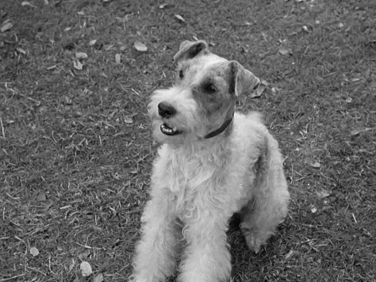 Wire Fox Terrier — Astor (The Thin Man Goes Home, 1945)