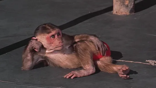 Monkey (Hit the Deck, 1955)