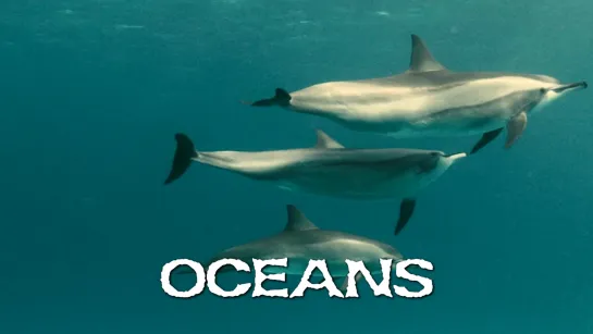 Дельфины (Oceans, 2009)