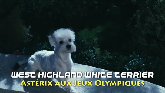 West highland white terrier Idefix (Astérix aux Jeux Olympiques, 2008)